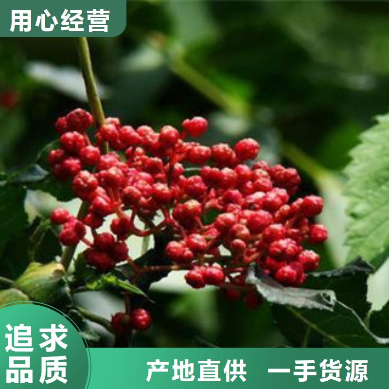 花椒苗三年质保