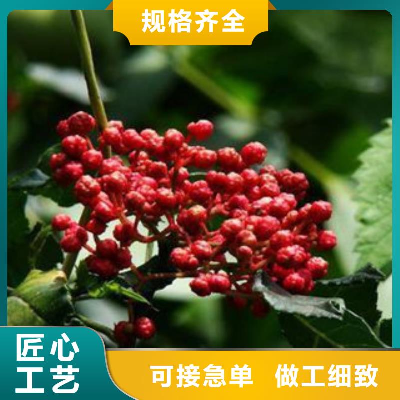 花椒苗好货当地厂家值得信赖