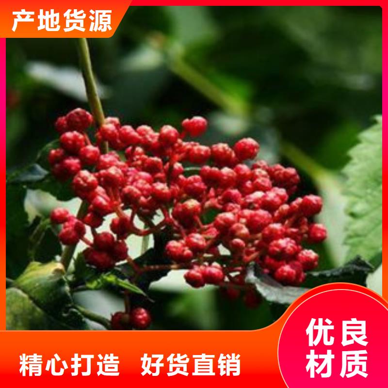 买花椒苗必看-售后保证