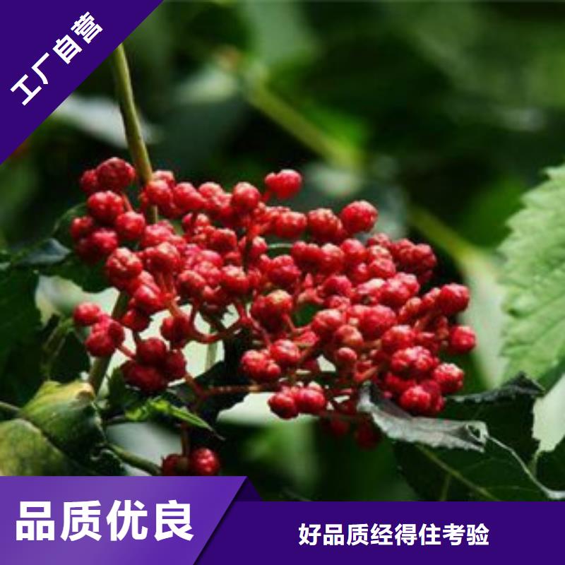 花椒苗实体厂家厂家品控严格
