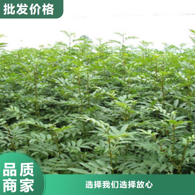 卖花椒苗的厂家精品选购