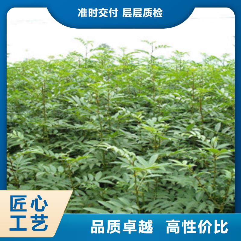 花椒苗厂家直销多少钱