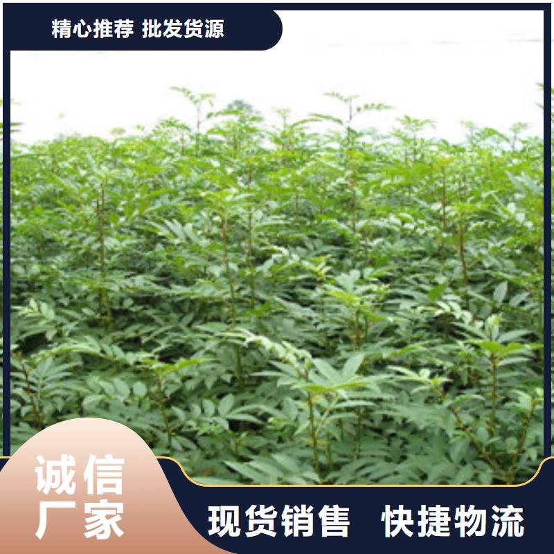 花椒苗量大优惠