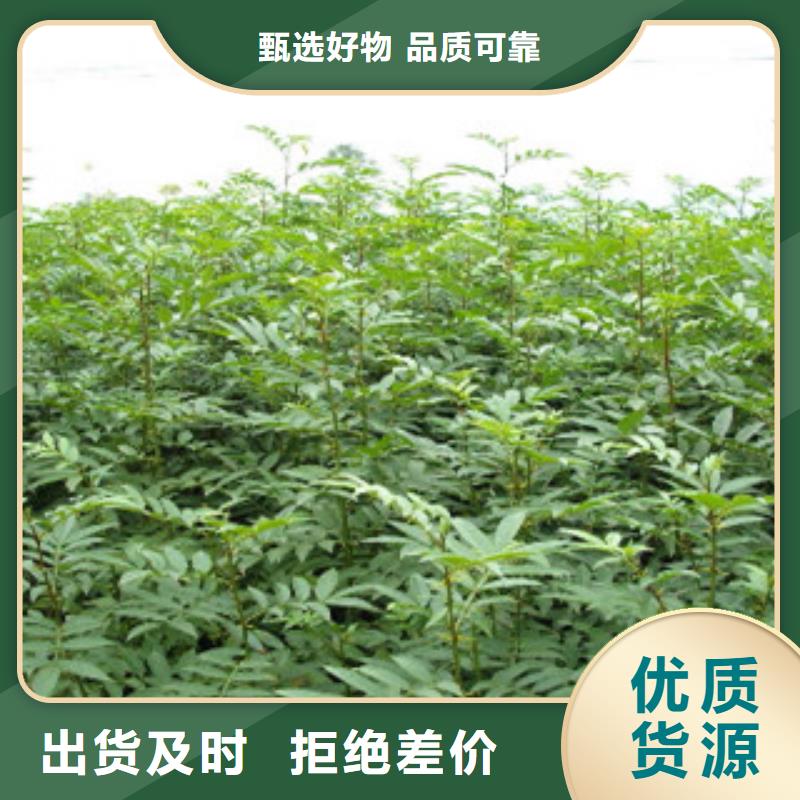 花椒苗厂家现货直发品质信得过