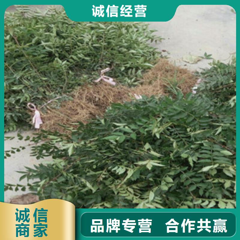 价格合理的花椒苗供货商品牌大厂家