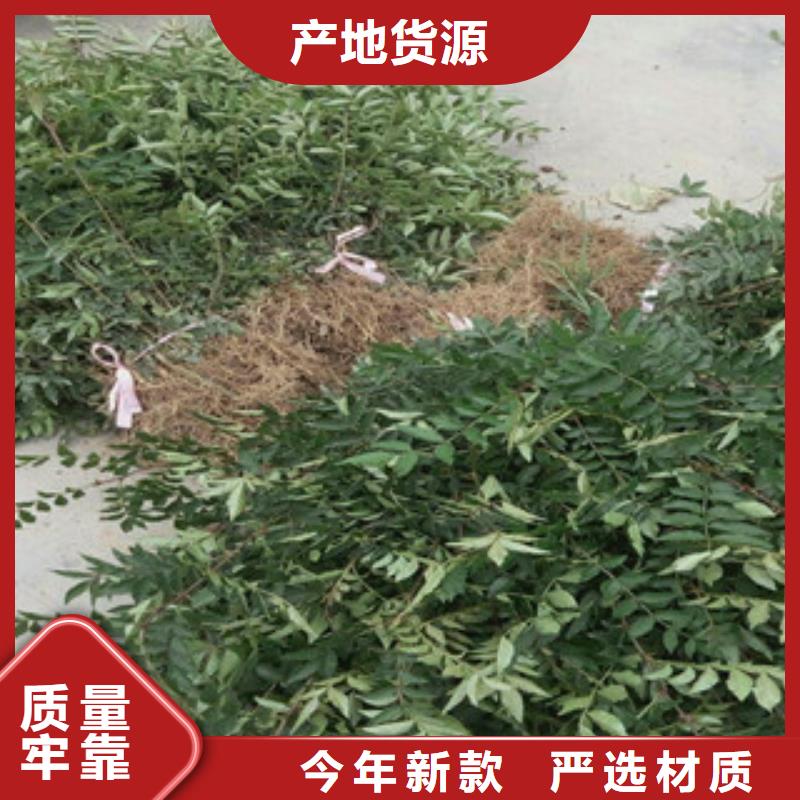 花椒苗的分类及规格放心得选择