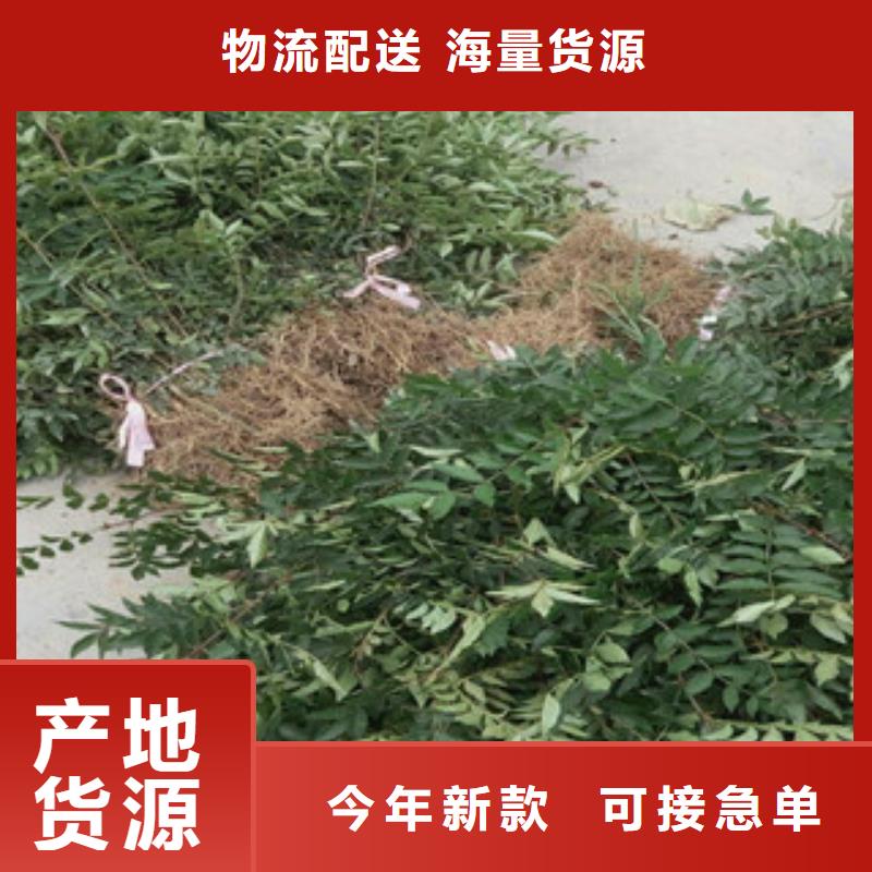 花椒苗新品上市应用广泛