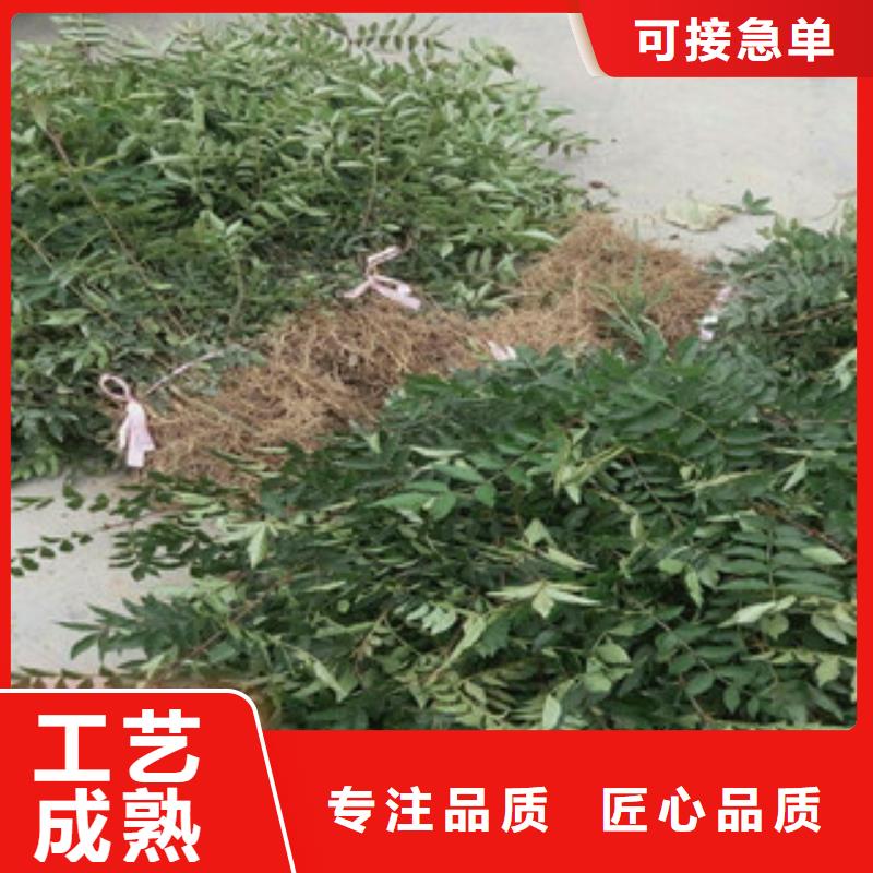 花椒苗在哪里买本地经销商