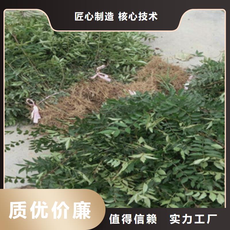 花椒苗随时报价