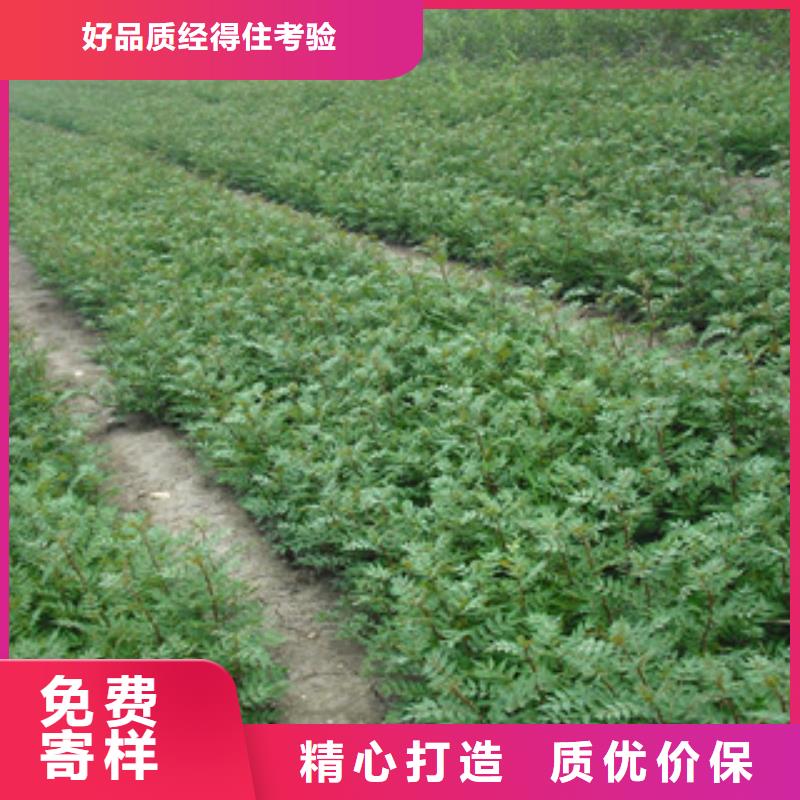 花椒苗现货直销厂家