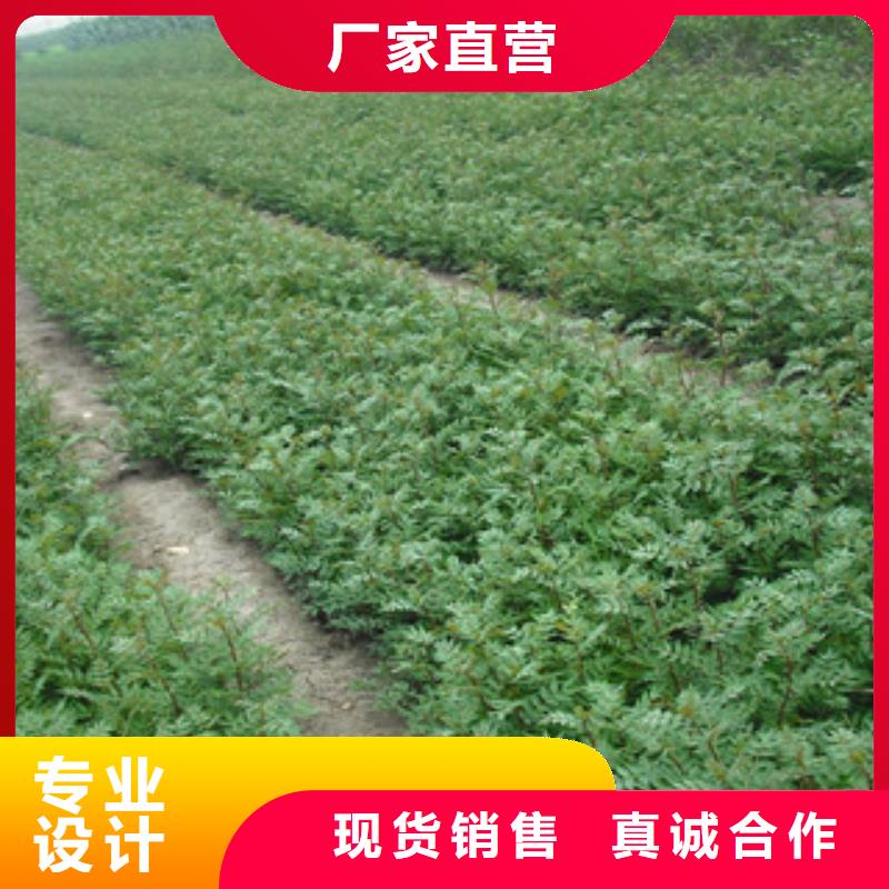 花椒苗品质标准工艺