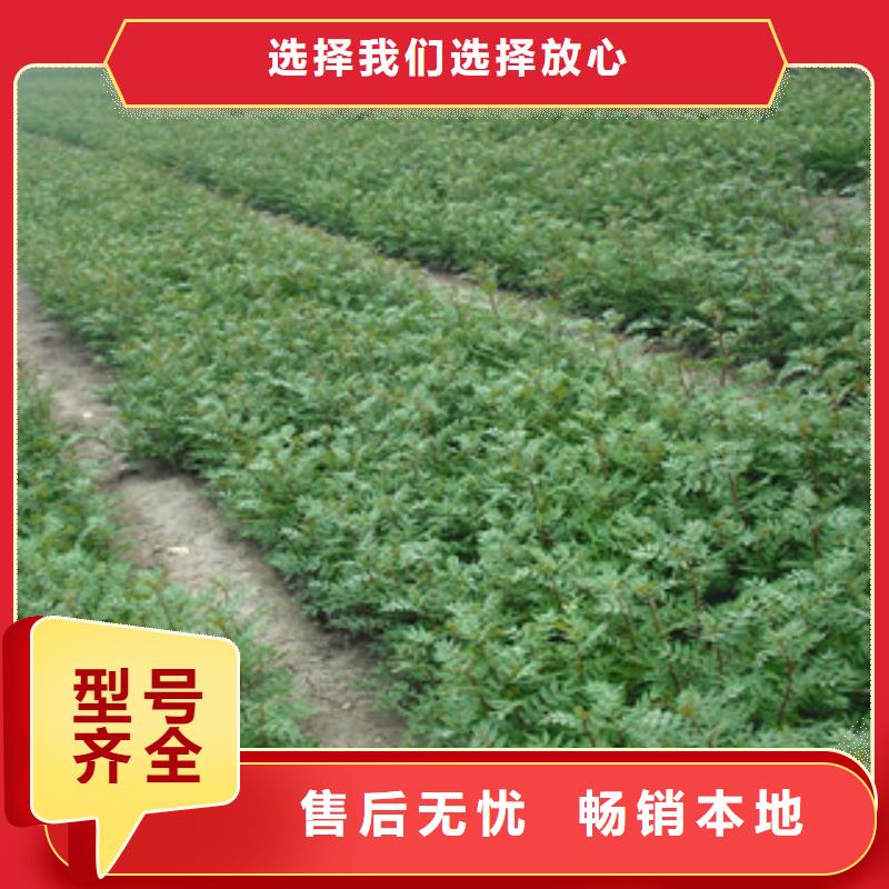 定做花椒苗的当地厂家专注品质