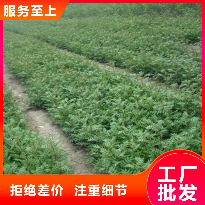 买的放心-花椒苗厂家本地生产厂家
