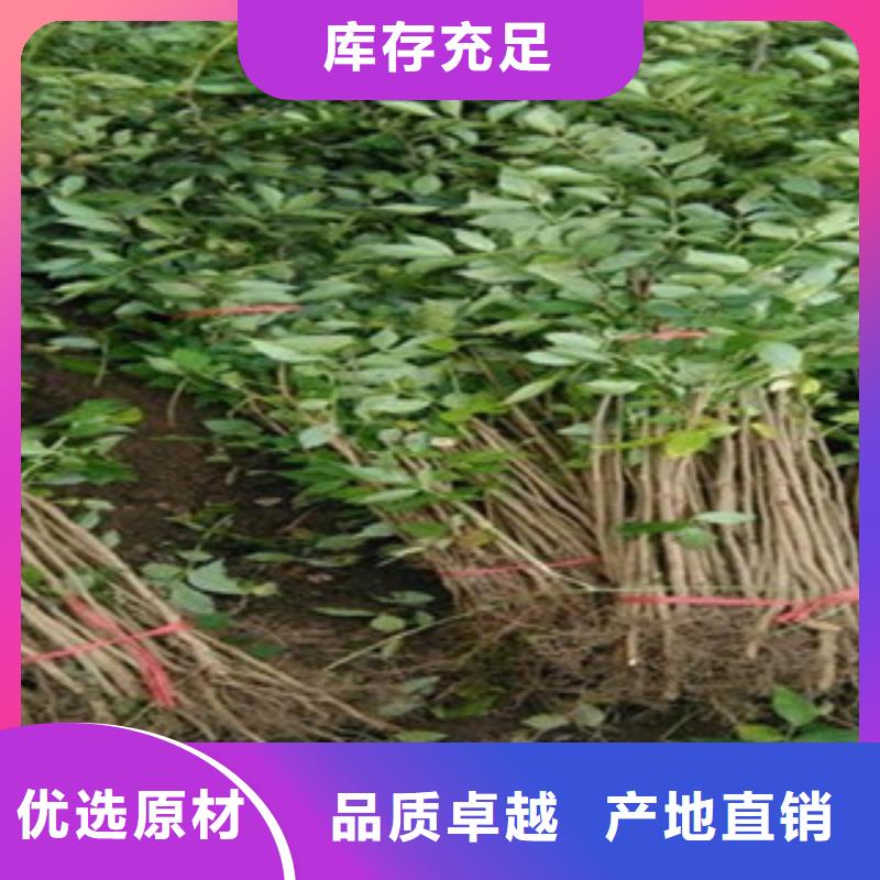 花椒苗源头厂家报价
