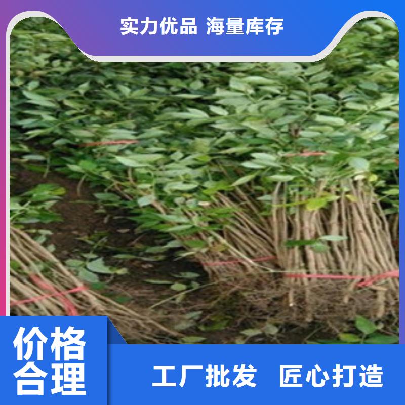 花椒苗优质品牌当地货源