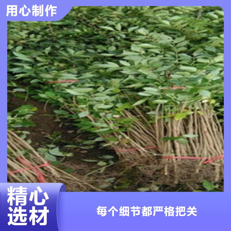 花椒苗常年供货