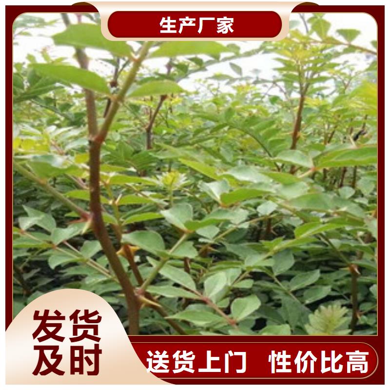 花椒苗-欢迎询价
