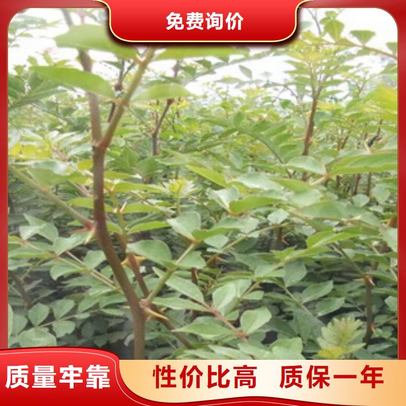 花椒苗厂家好口碑