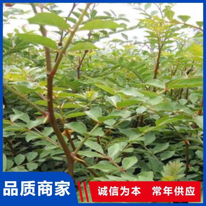 #花椒苗#可定制