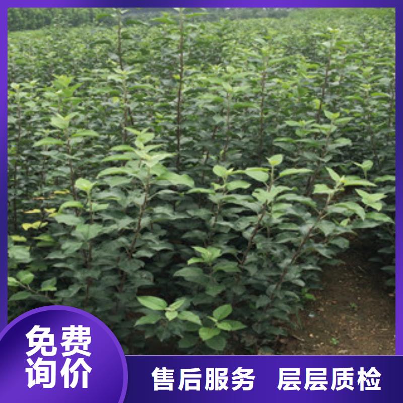 花椒苗视频展示
