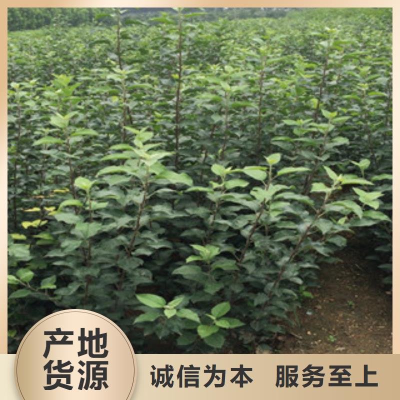 优质花椒苗的销售厂家