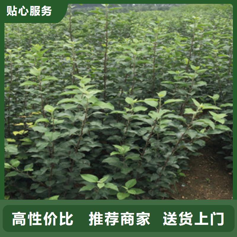 花椒苗-咨询免费价格有优势
