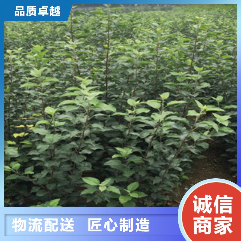 支持定制的花椒苗基地