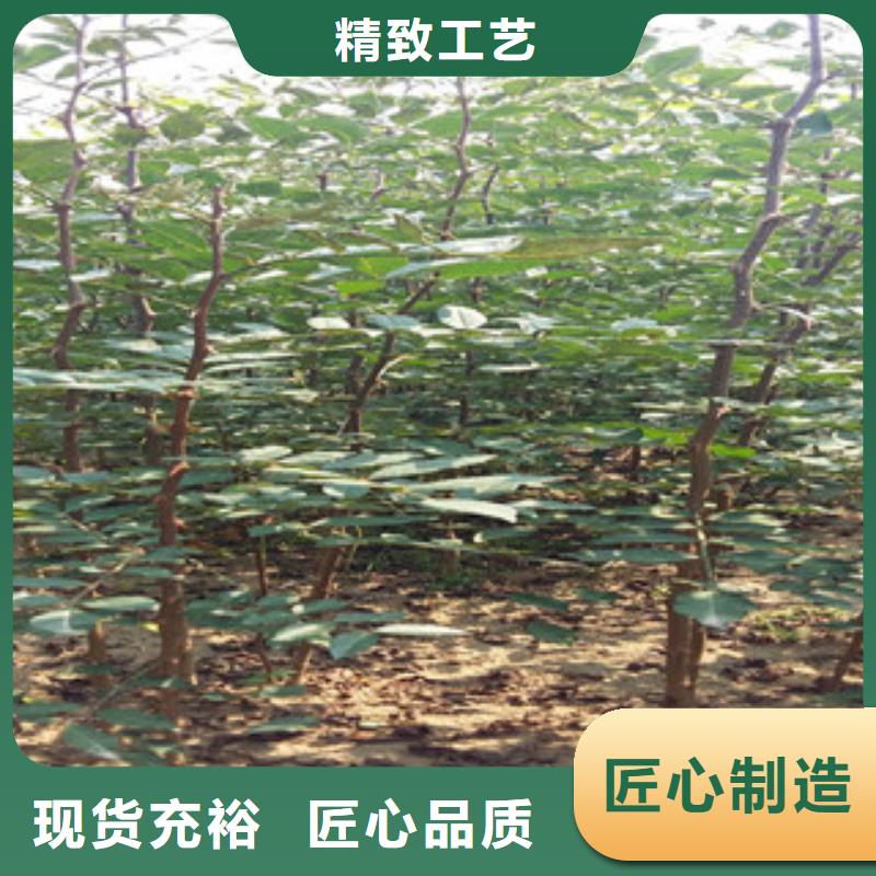 花椒苗供应商