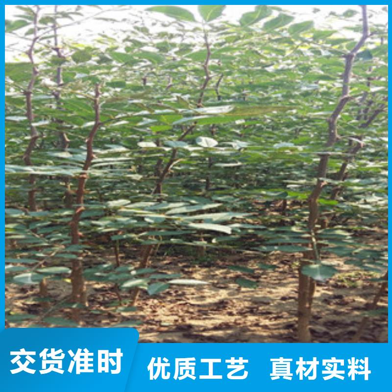 花椒苗现货直销厂家