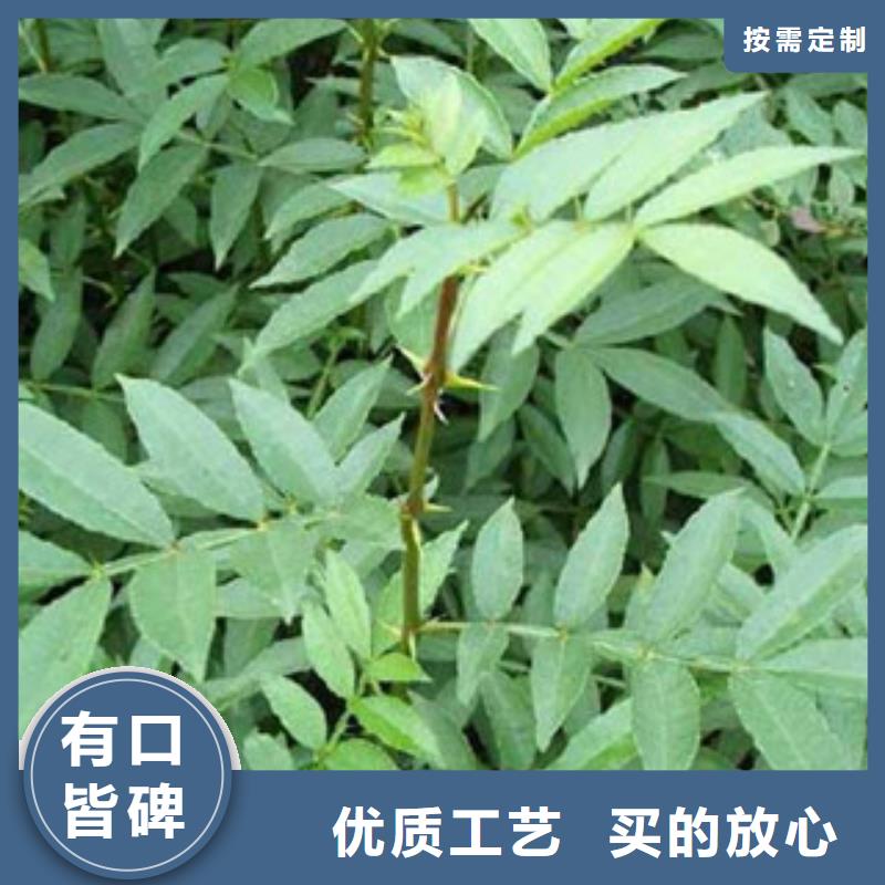 花椒苗品牌:高新区建辉园艺场