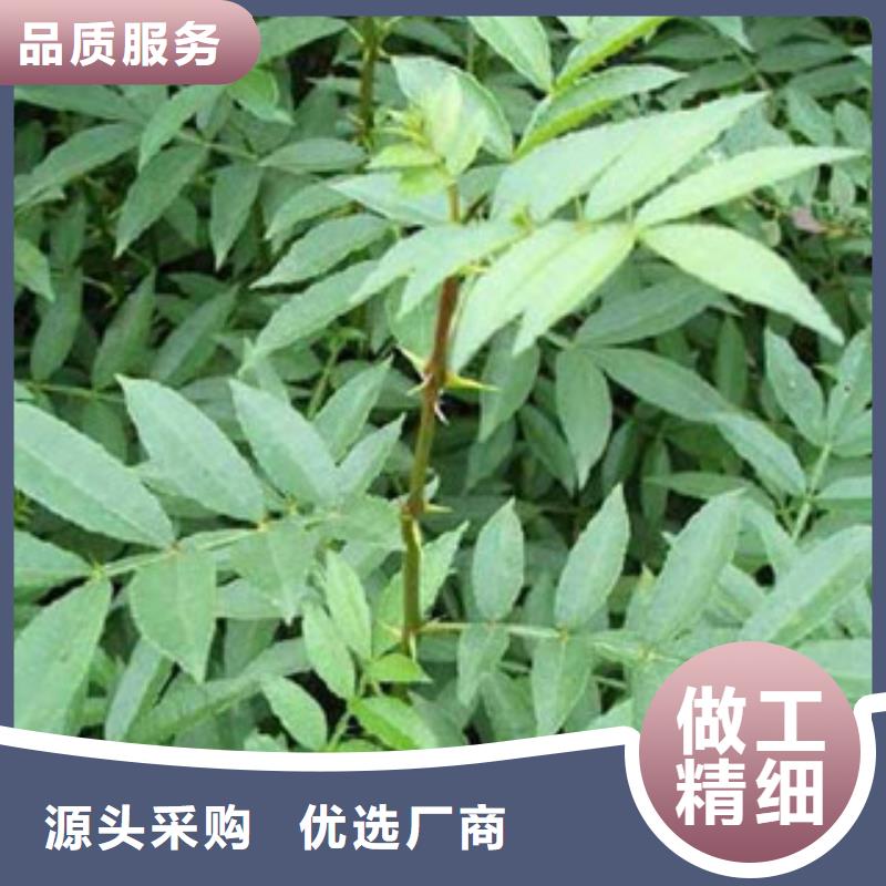 花椒苗厂家直销多少钱