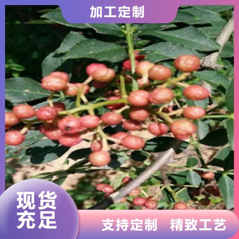 花椒苗让利批发