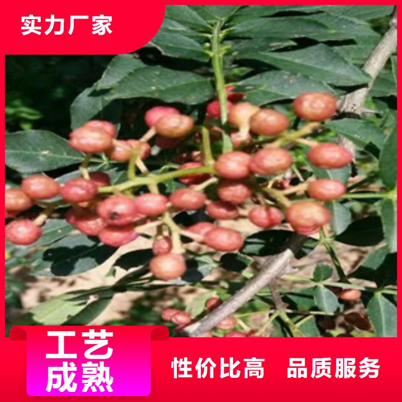 供应批发花椒苗-保量同城经销商