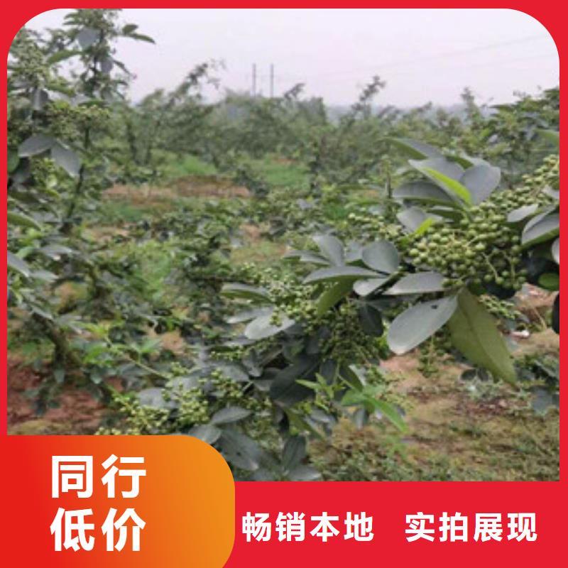 花椒苗距您较近一个起售