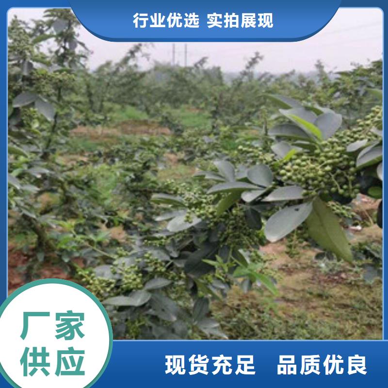 花椒苗价格实惠的厂家