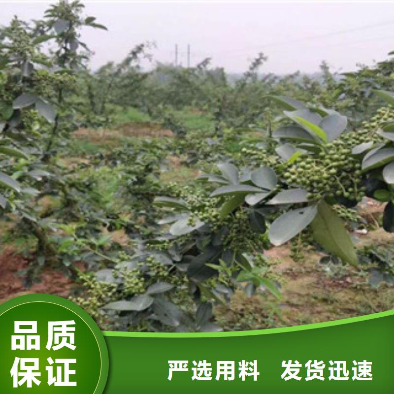 花椒苗-大家一致的选择！