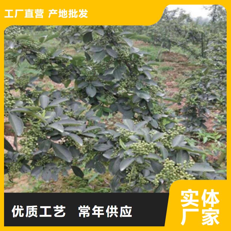 #花椒苗#供应商当地生产商