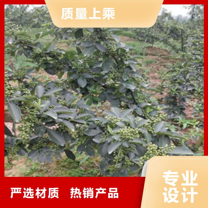 花椒苗视频展示