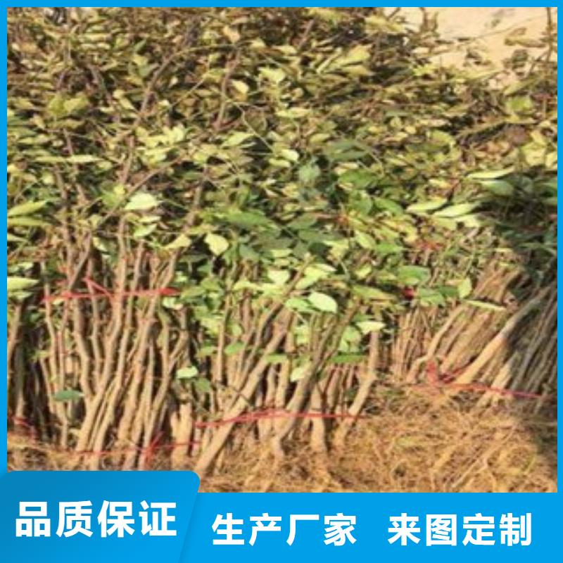 花椒苗承接厂家直销大量现货