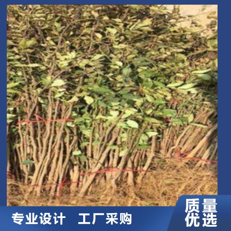 花椒苗定做-花椒苗厂