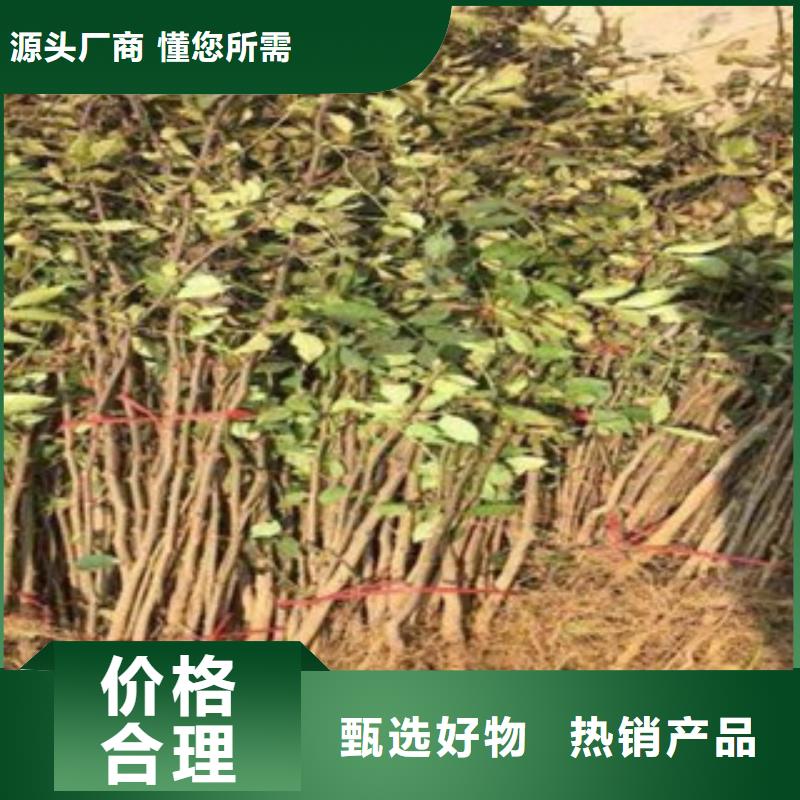 花椒苗厂家-高新区建辉园艺场当地服务商