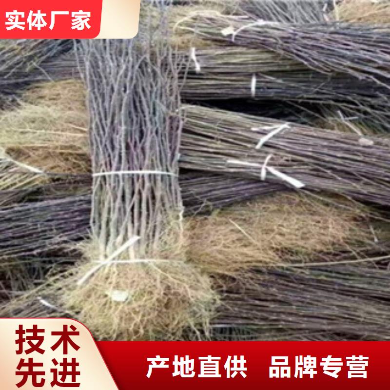 花椒苗周期短价格优