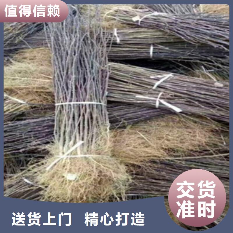 花椒苗质量靠得住