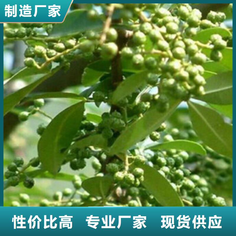 采购花椒苗必看-图文介绍本地制造商