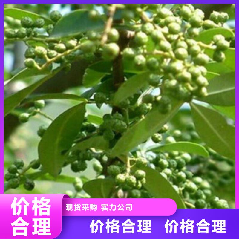 花椒苗随时报价当地经销商
