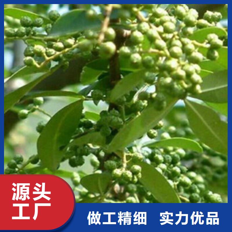 花椒苗单价工艺成熟