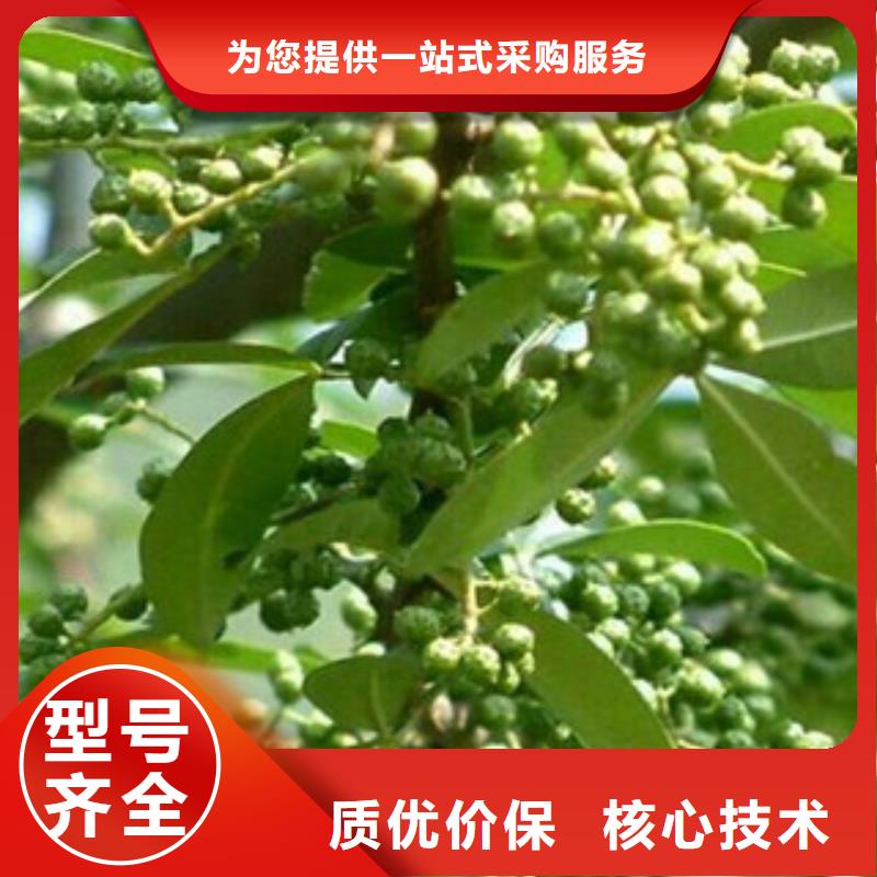 销售花椒苗_优质厂家