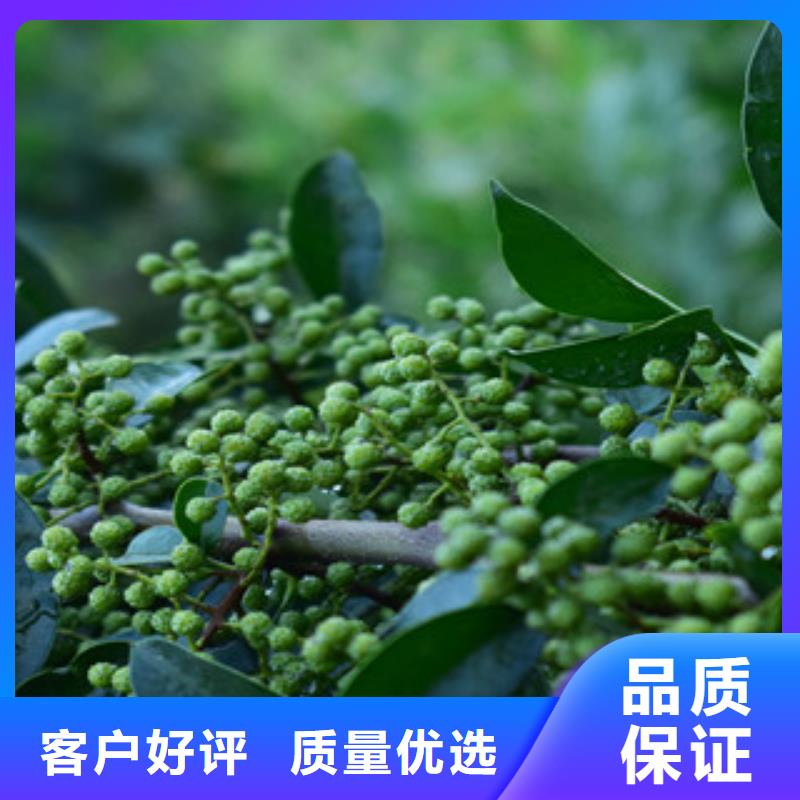 花椒苗_来电咨询现货充足量大优惠