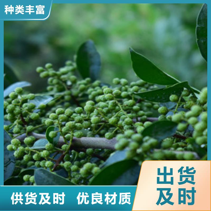 花椒苗出口品质实力厂家