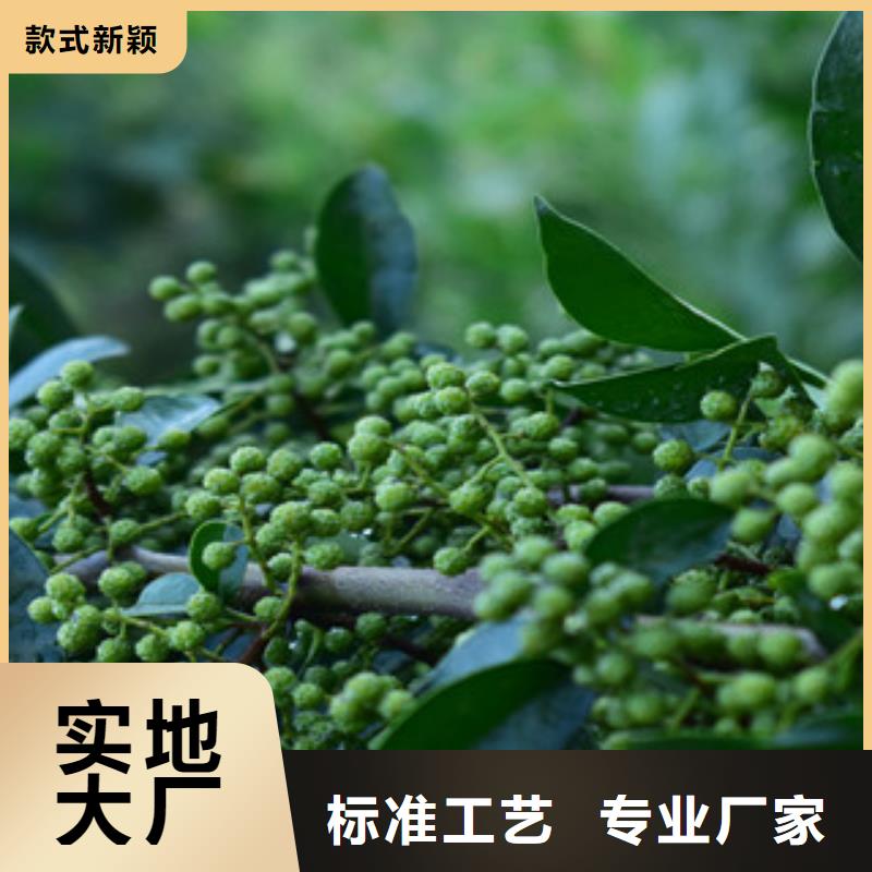 花椒苗、花椒苗厂家-值得信赖质保一年